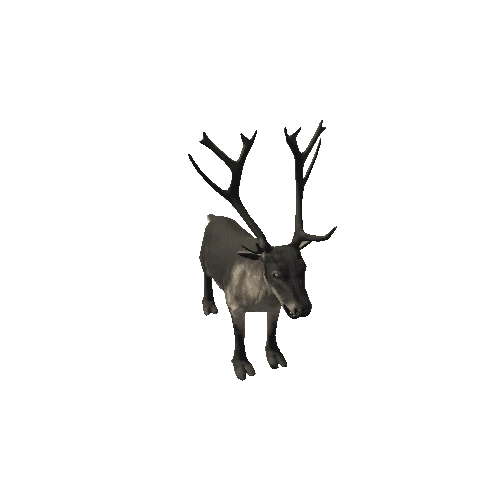 Reindeer_RM_FV _LP (1)